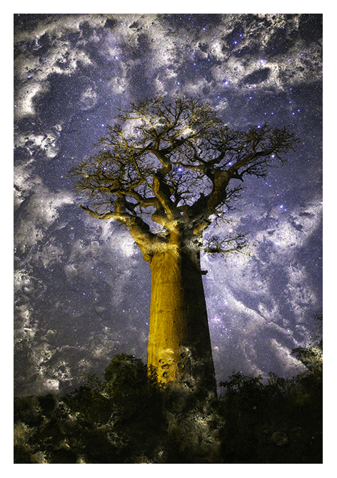 Baobabwelten 1 (RGB)